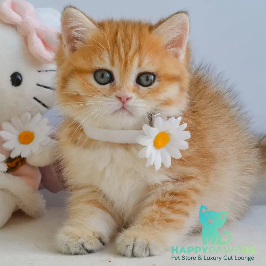 Ilani British Shorthair female black golden spotted tabby - live animals