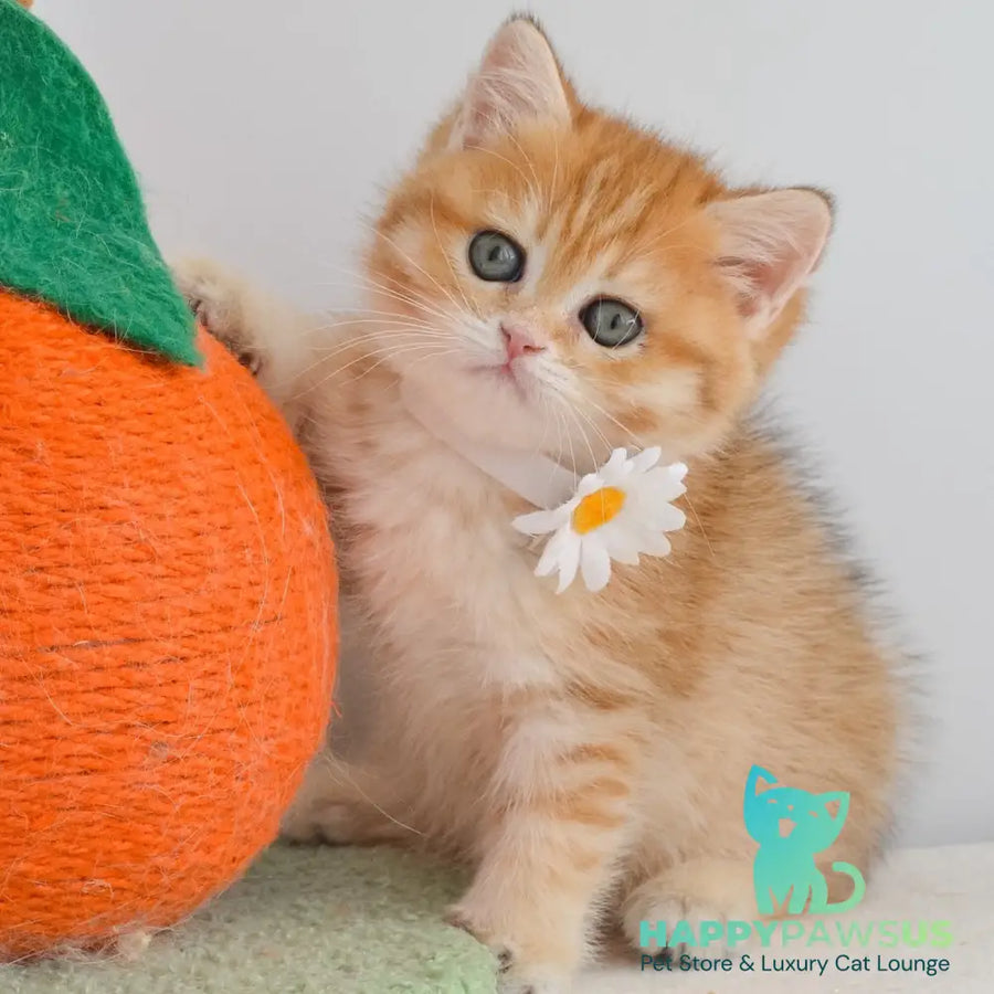 Ilani British Shorthair female black golden spotted tabby - live animals