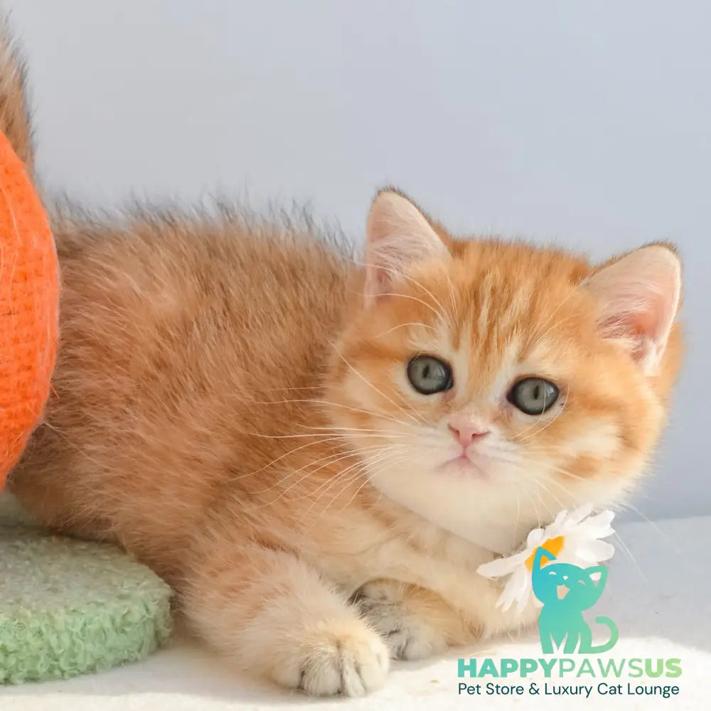 Ilani British Shorthair female black golden spotted tabby - live animals