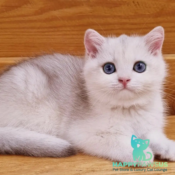 Ilary British Shorthair male blue golden chinchilla - live animals