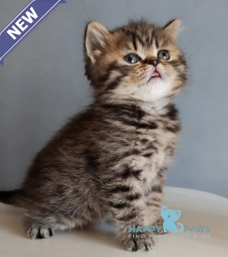 Ilay Scottish Straight male black spotted tabby live animals