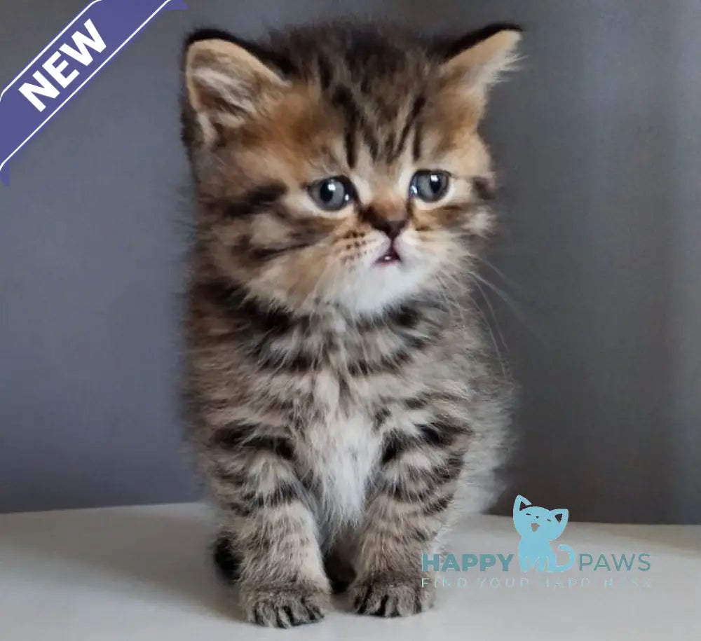 Ilay Scottish Straight male black spotted tabby live animals