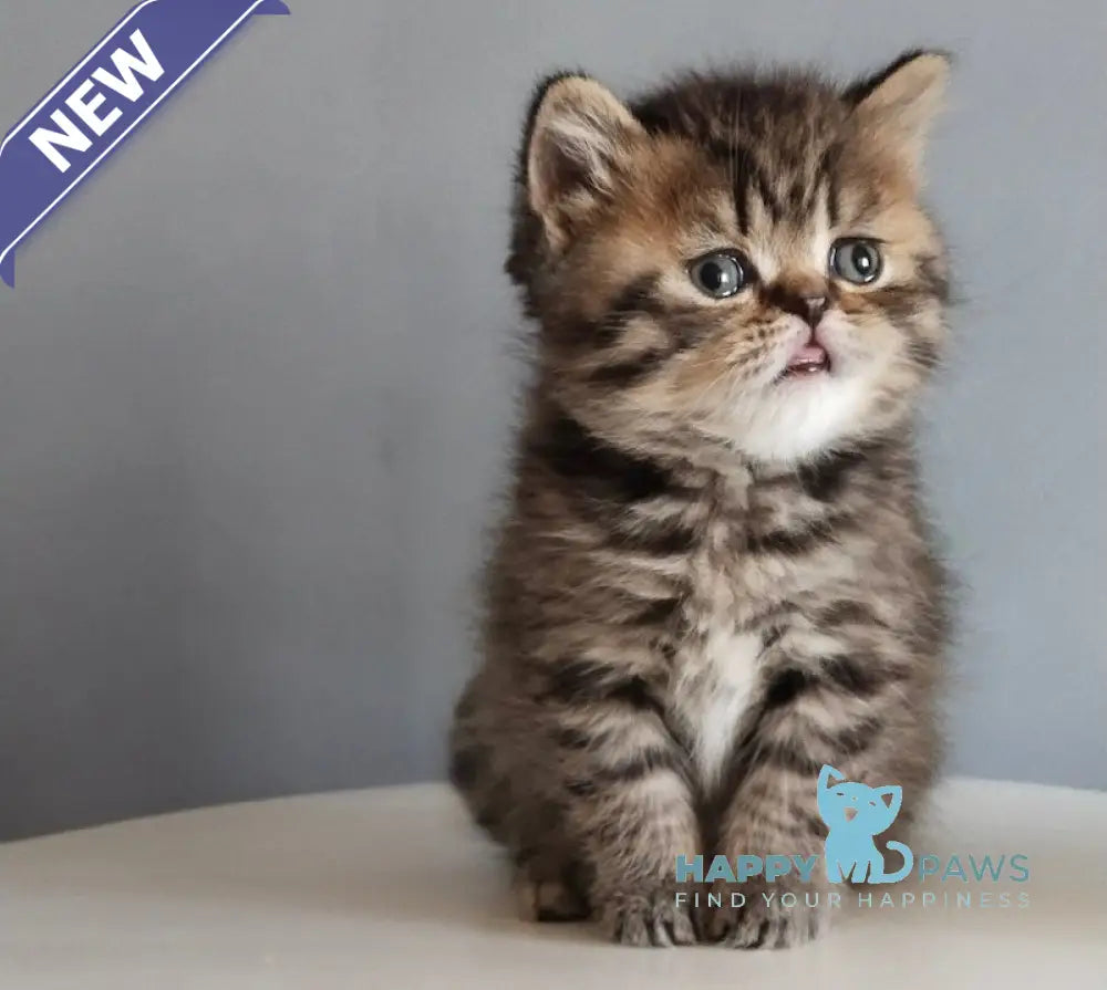 Ilay Scottish Straight male black spotted tabby live animals