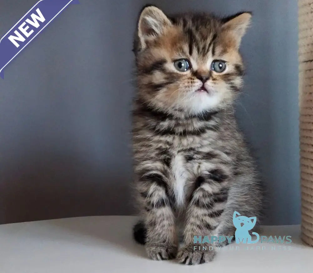 Ilay Scottish Straight male black spotted tabby live animals