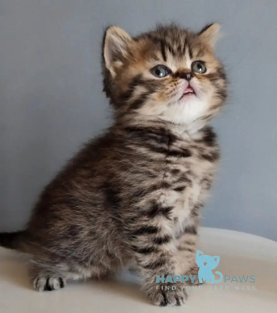 Ilay Scottish Straight male black spotted tabby live animals