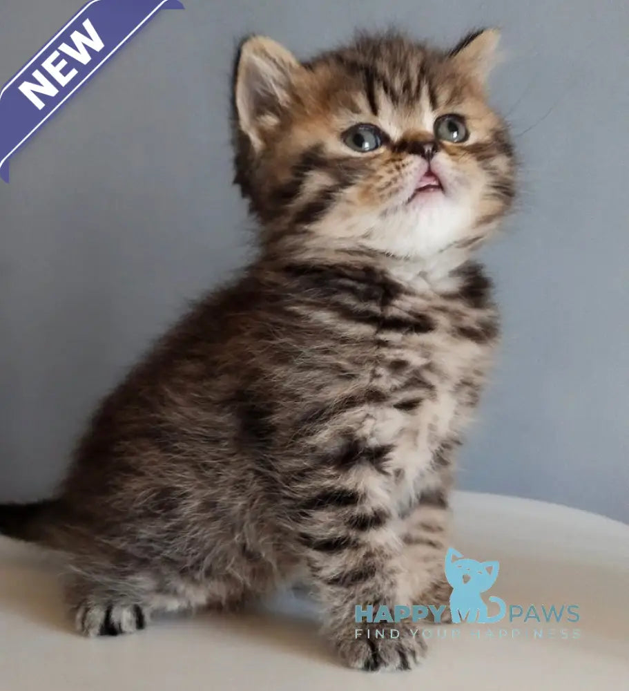 Ilay Scottish Straight male black spotted tabby live animals