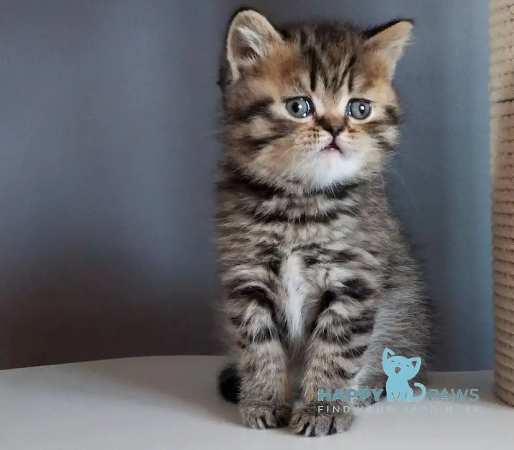Ilay Scottish Straight male black spotted tabby live animals