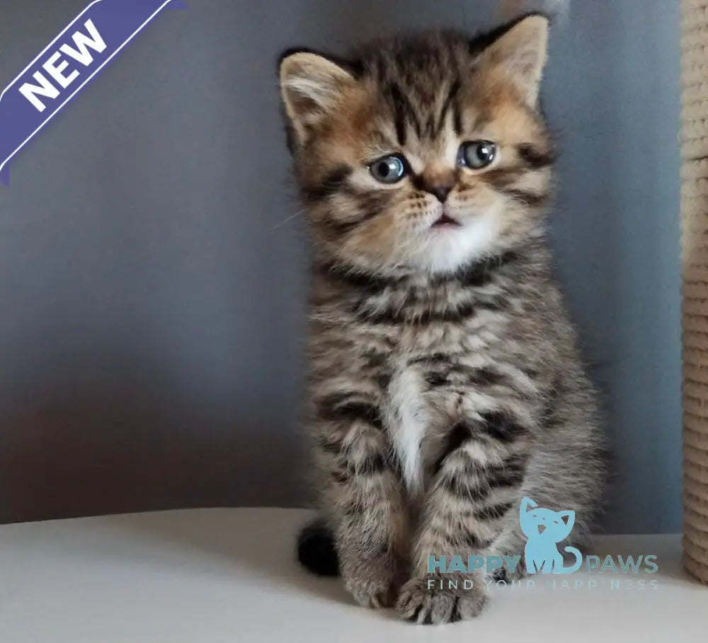 Ilay Scottish Straight male black spotted tabby live animals