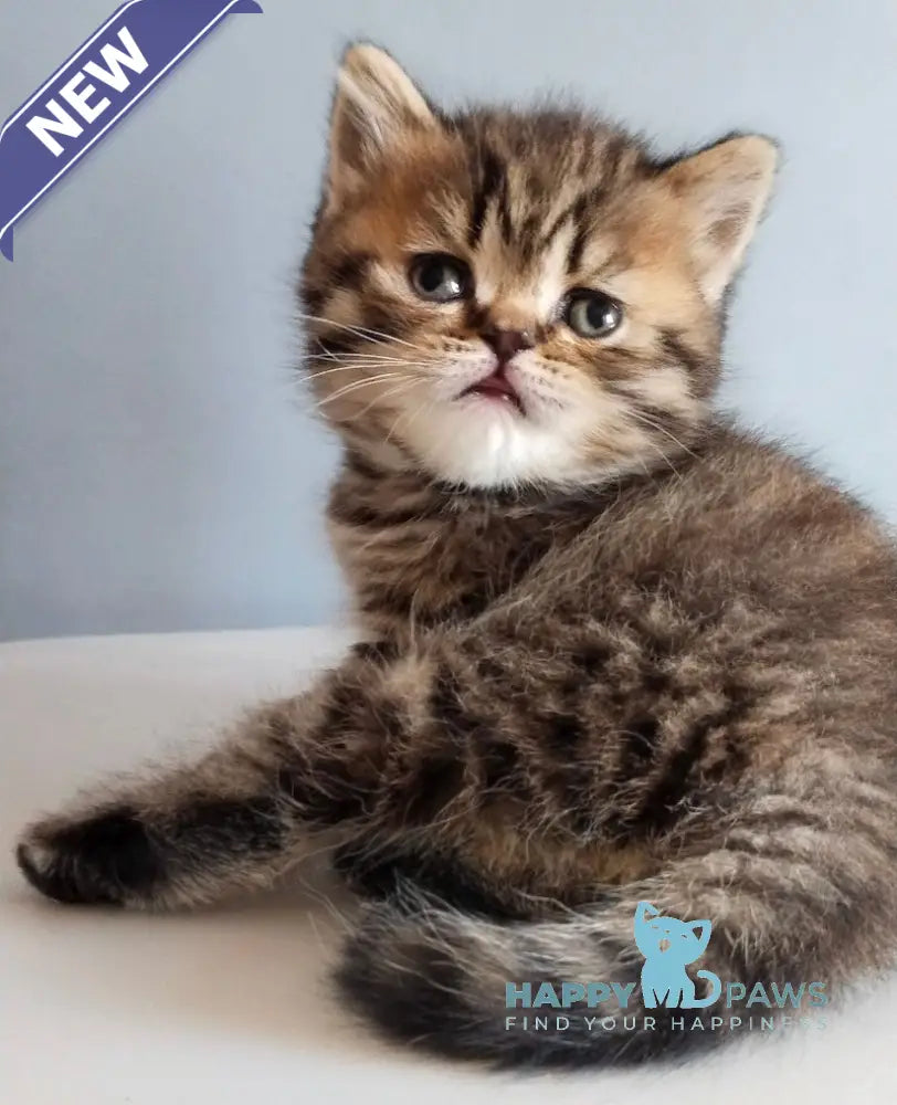 Ilay Scottish Straight male black spotted tabby live animals