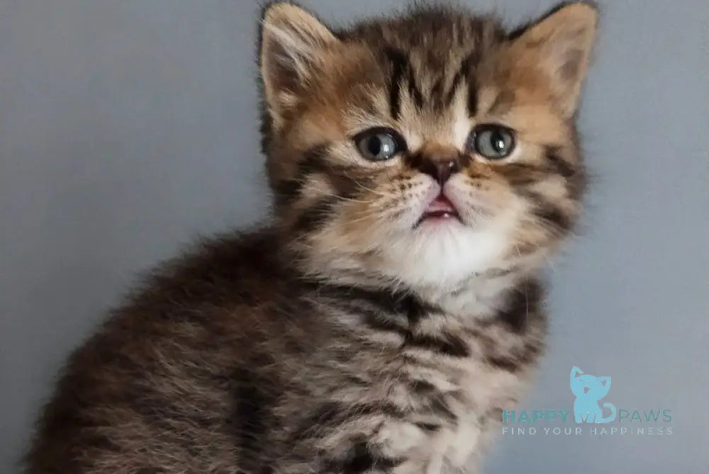 Ilay Scottish Straight male black spotted tabby live animals