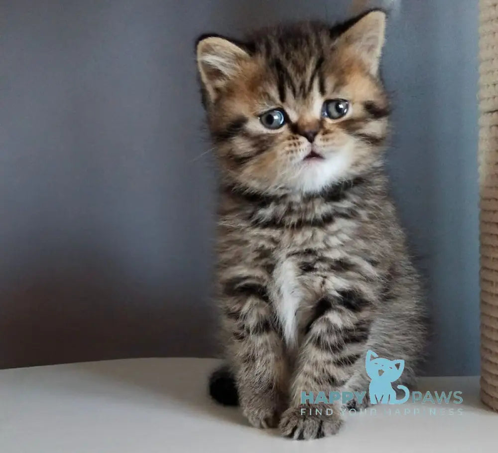 Ilay Scottish Straight male black spotted tabby live animals