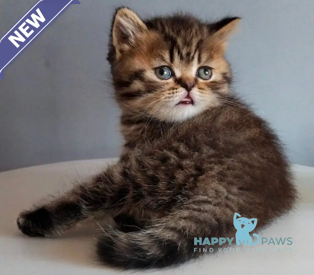 Ilay Scottish Straight male black spotted tabby live animals