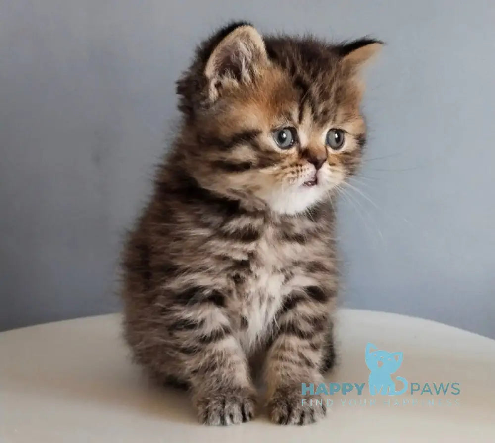 Ilay Scottish Straight male black spotted tabby live animals