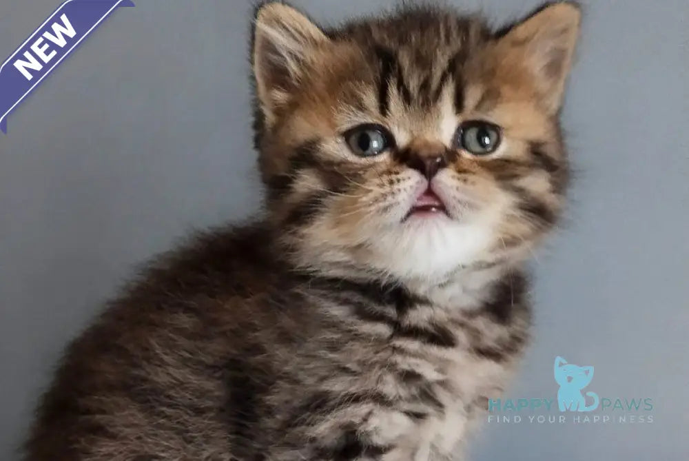 Ilay Scottish Straight male black spotted tabby live animals