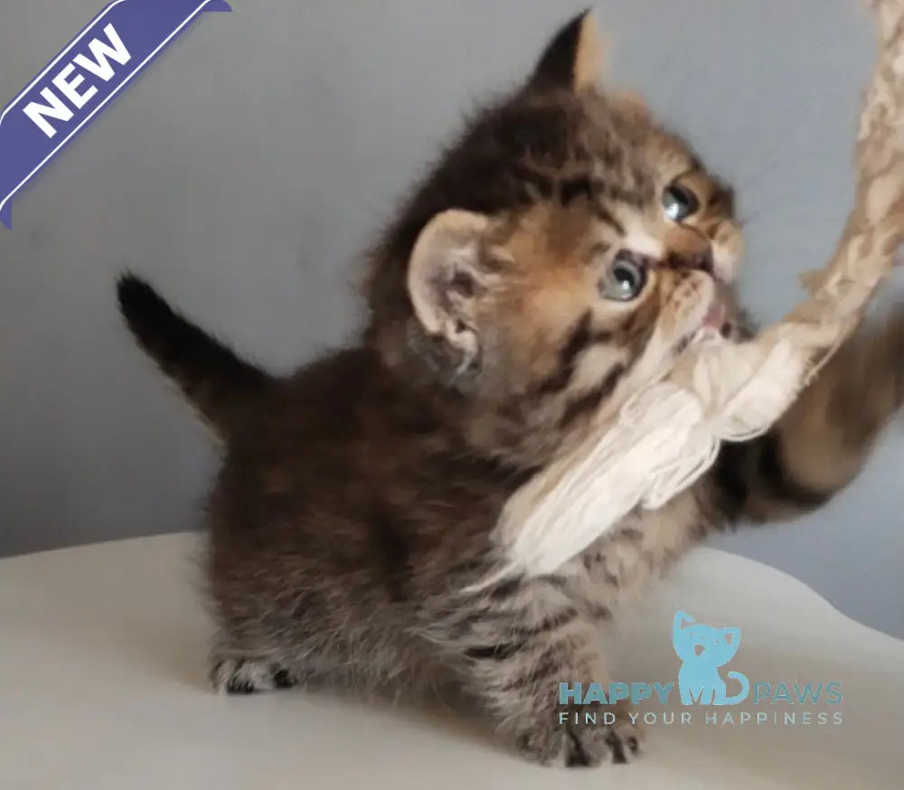 Ilay Scottish Straight male black spotted tabby live animals