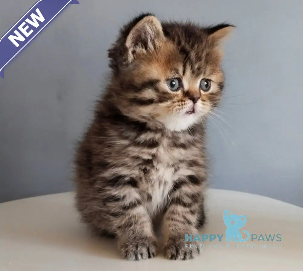 Ilay Scottish Straight male black spotted tabby live animals