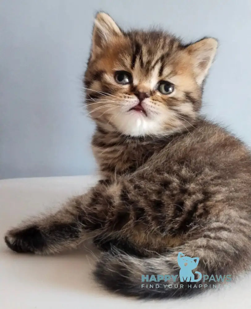 Ilay Scottish Straight male black spotted tabby live animals