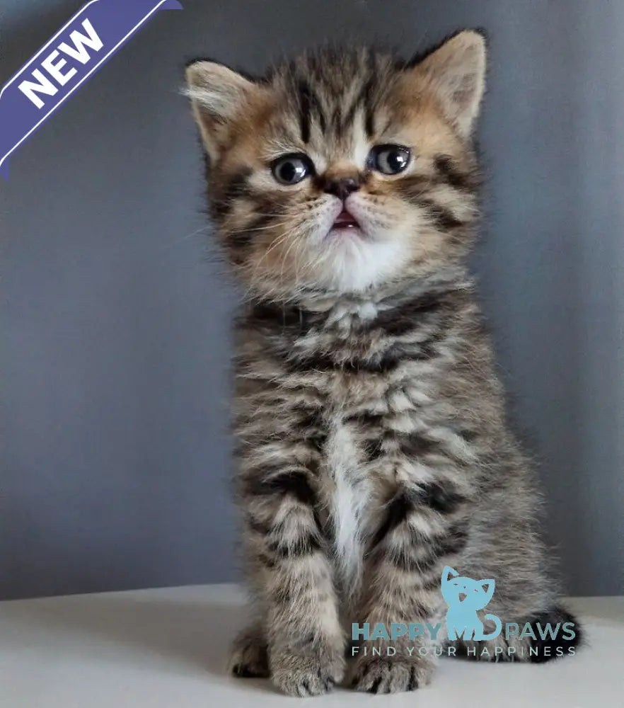 Ilay Scottish Straight male black spotted tabby live animals