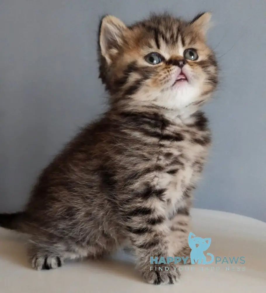Ilay Scottish Straight male black spotted tabby live animals