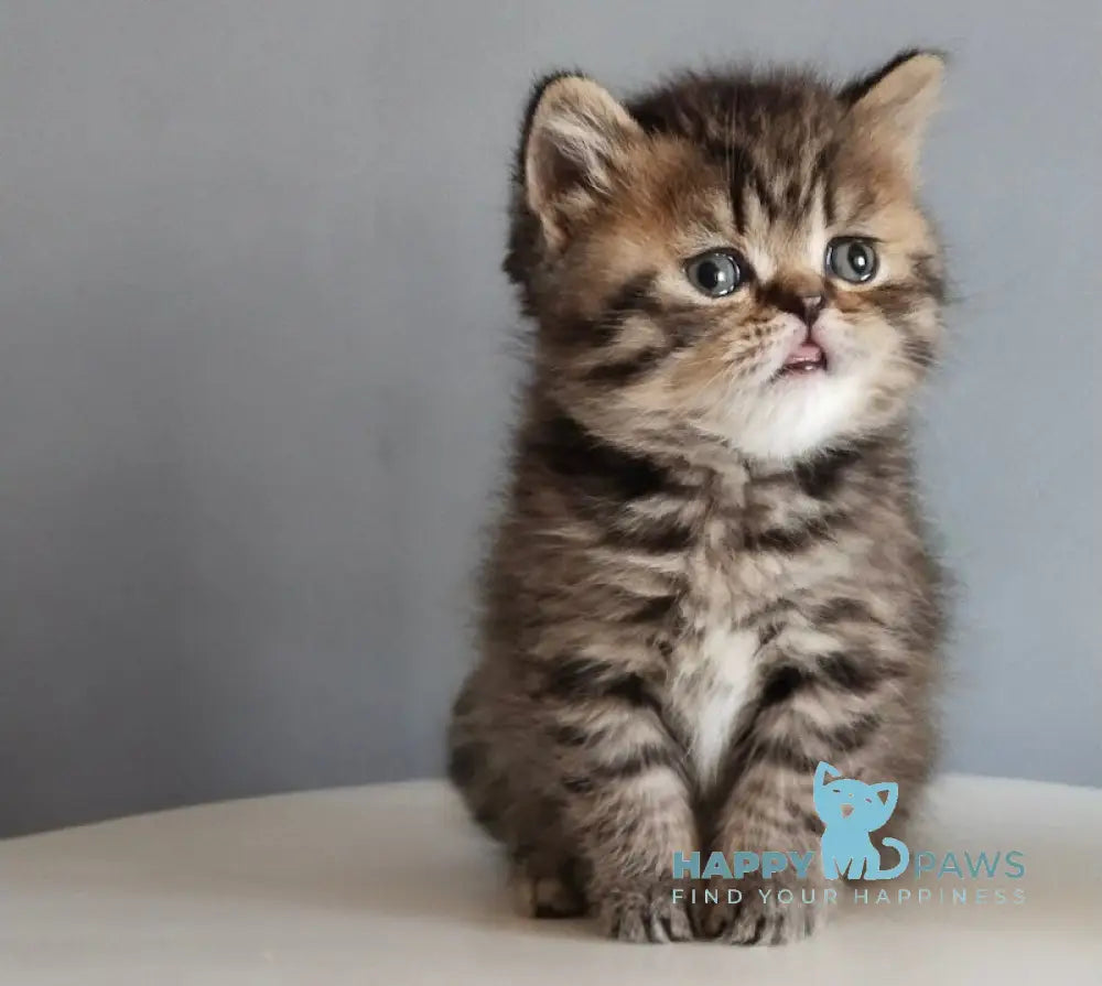 Ilay Scottish Straight male black spotted tabby live animals