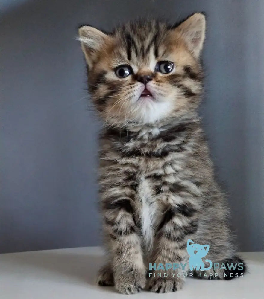 Ilay Scottish Straight male black spotted tabby live animals