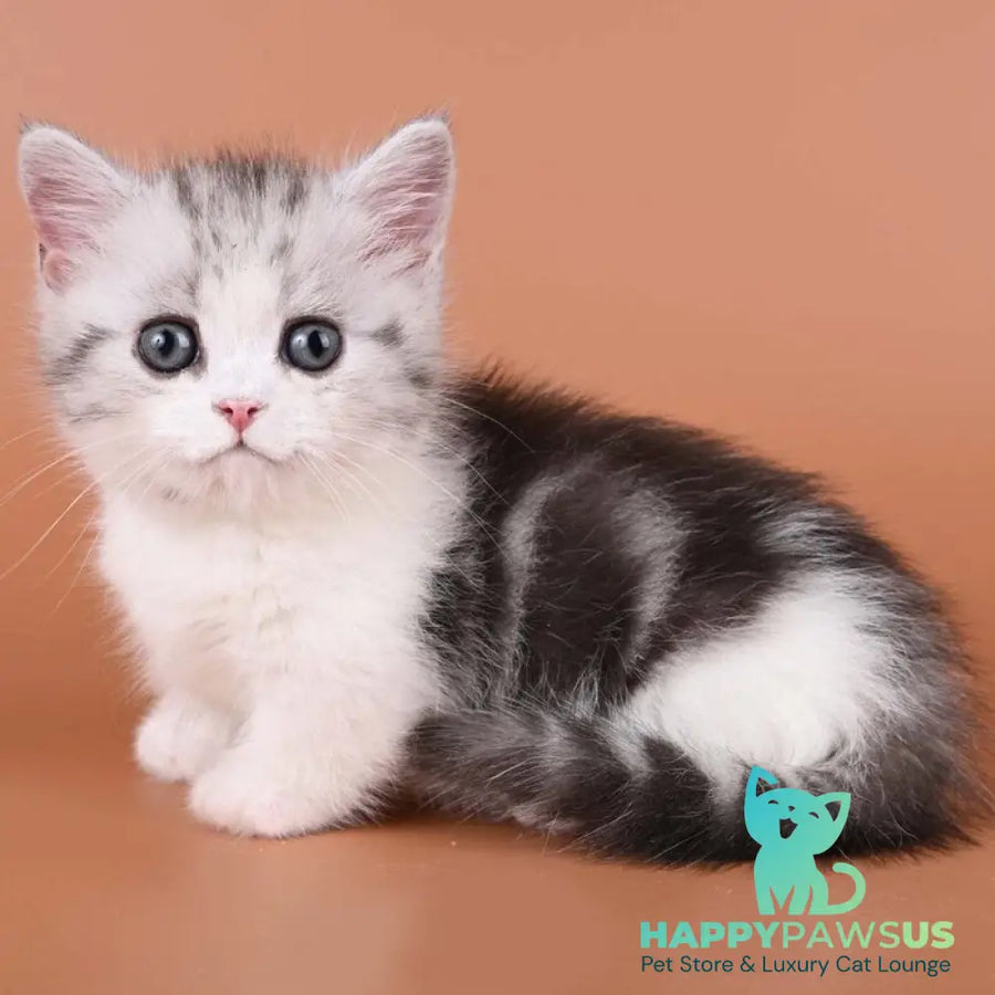 Ilene Munchkin female black silver tabby bicolour - live animals