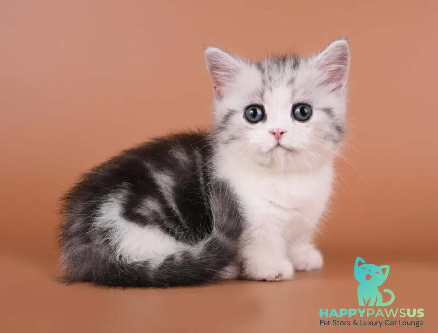 Ilene Munchkin female black silver tabby bicolour - live animals