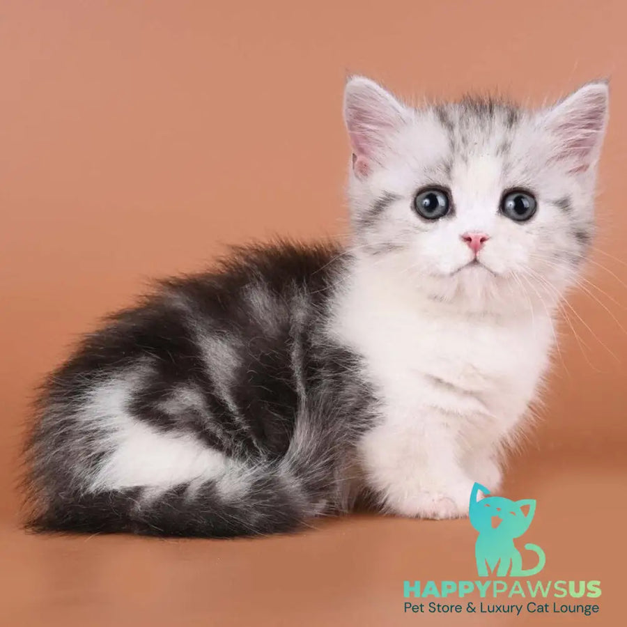 Ilene Munchkin female black silver tabby bicolour - live animals