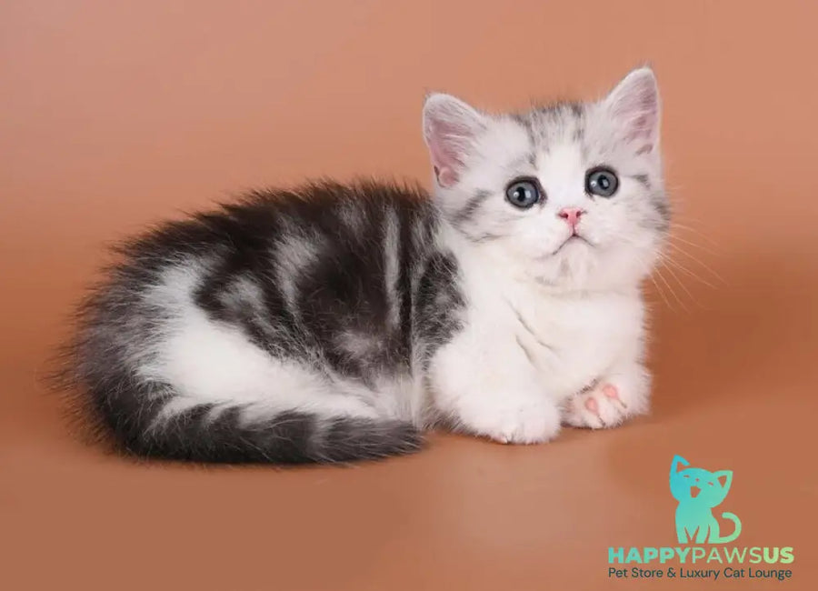 Ilene Munchkin female black silver tabby bicolour - live animals