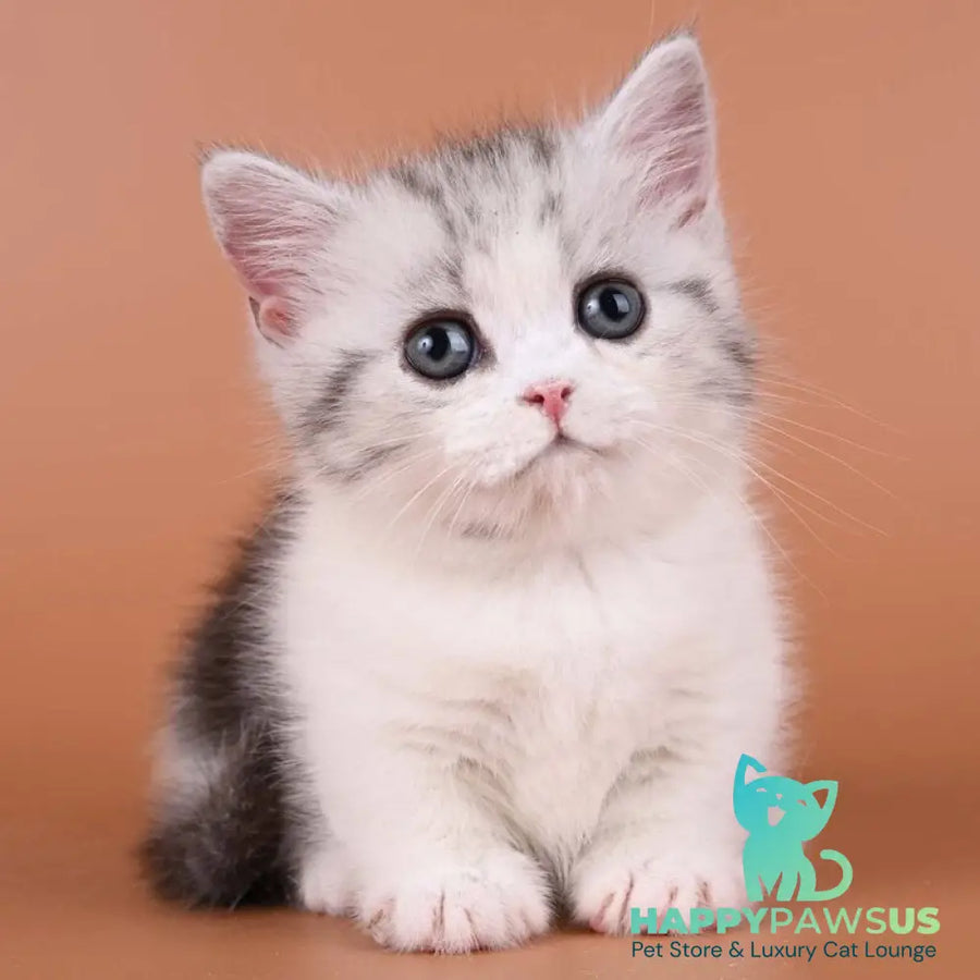 Ilene Munchkin female black silver tabby bicolour - live animals
