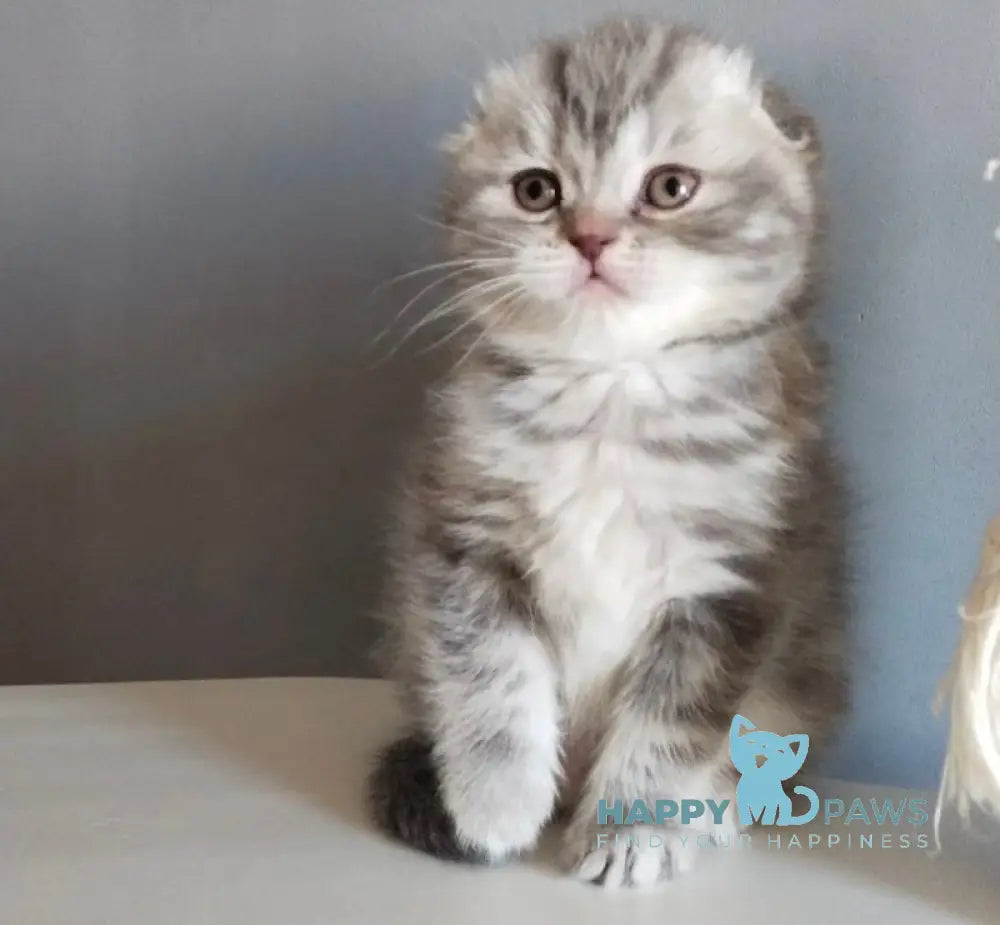 Ilene Scottish Fold female blue tortie tabby live animals