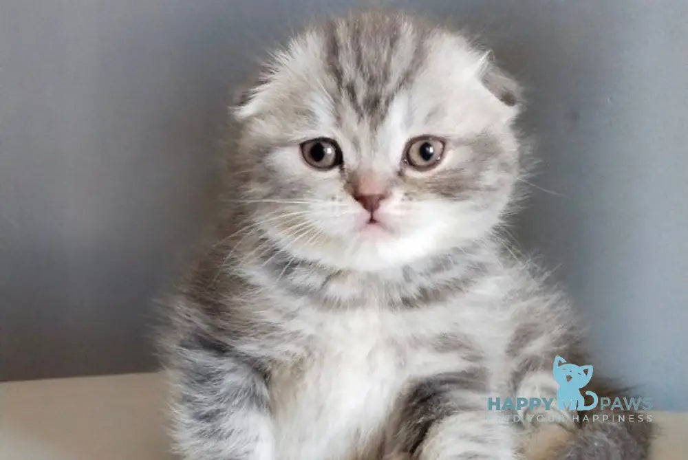 Ilene Scottish Fold female blue tortie tabby live animals