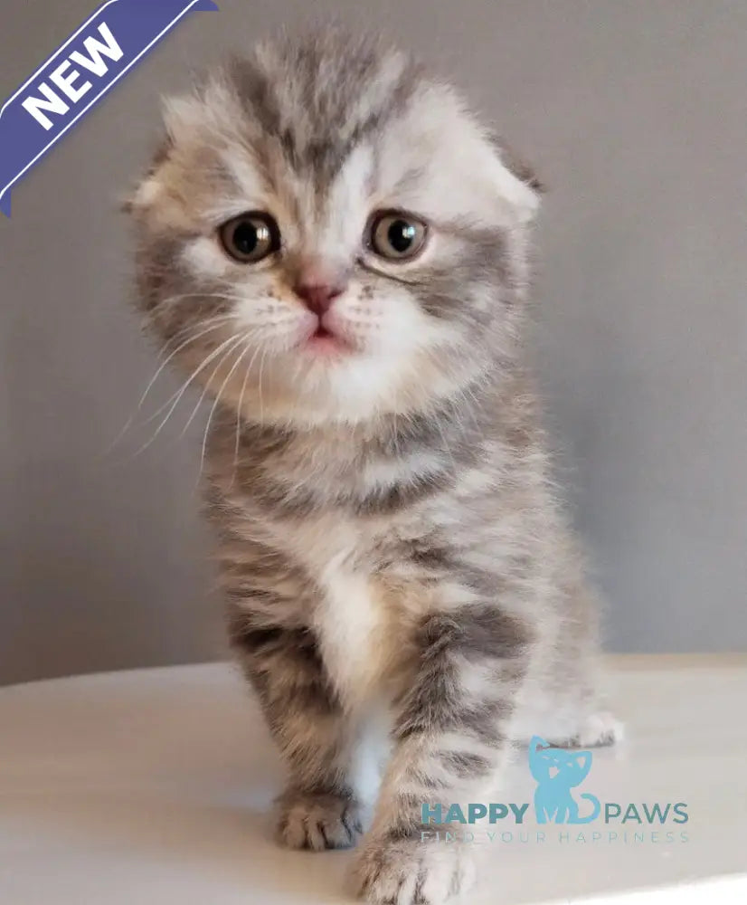 Ilene Scottish Fold female blue tortie tabby live animals