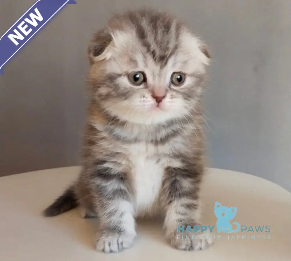 Ilene Scottish Fold female blue tortie tabby live animals