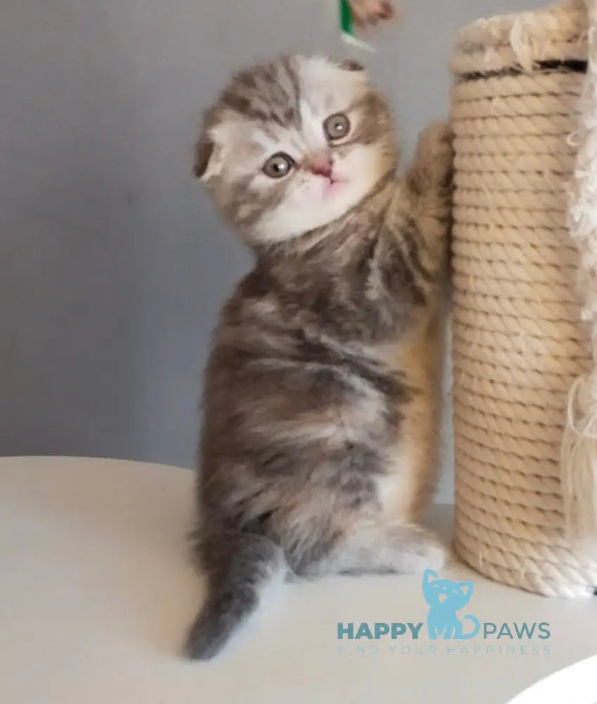 Ilene Scottish Fold female blue tortie tabby live animals