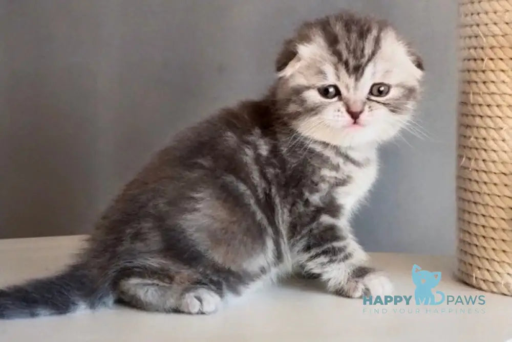 Ilene Scottish Fold female blue tortie tabby live animals