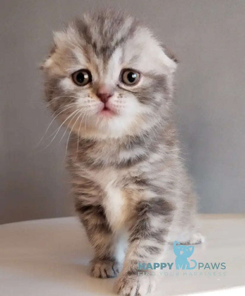 Ilene Scottish Fold female blue tortie tabby live animals