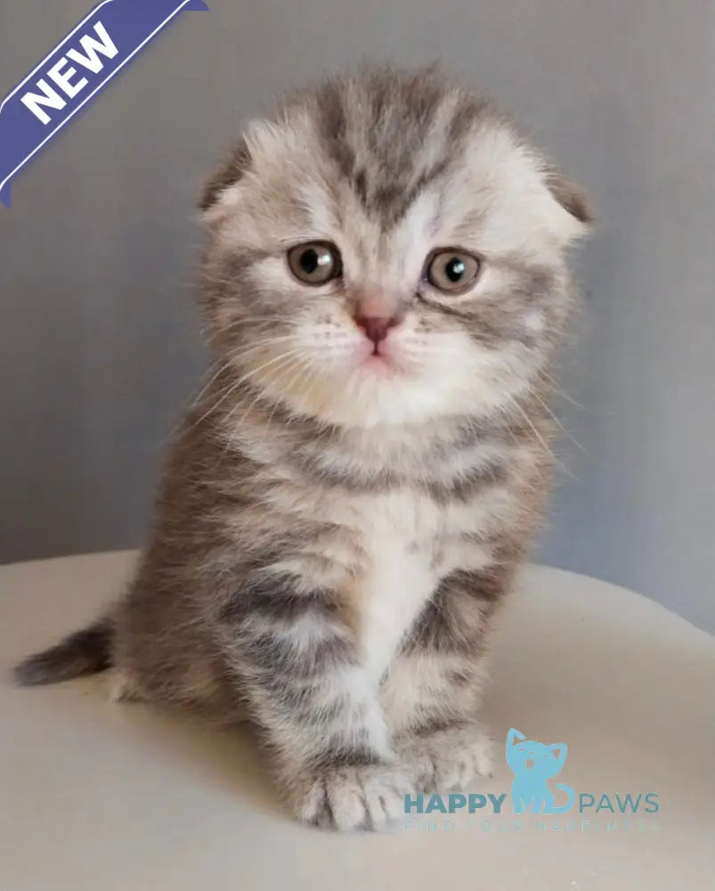 Ilene Scottish Fold female blue tortie tabby live animals