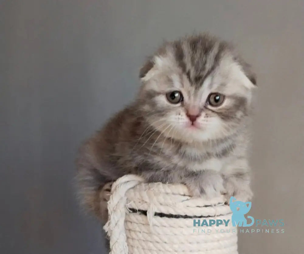 Ilene Scottish Fold female blue tortie tabby live animals
