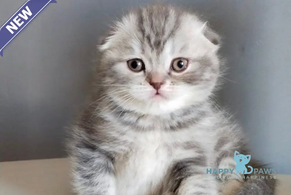 Ilene Scottish Fold female blue tortie tabby live animals