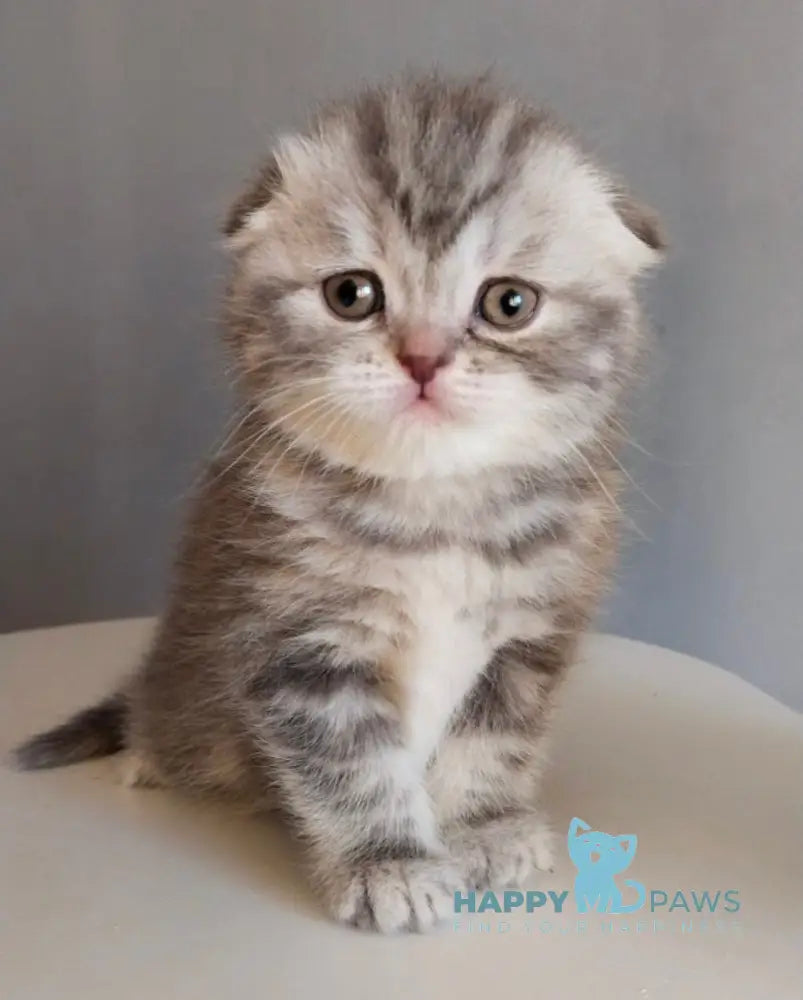 Ilene Scottish Fold female blue tortie tabby live animals