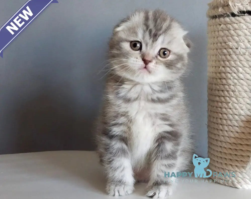 Ilene Scottish Fold female blue tortie tabby live animals