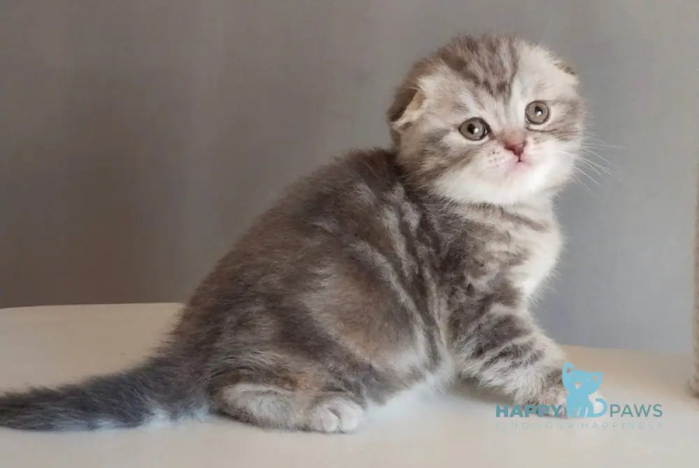 Ilene Scottish Fold female blue tortie tabby live animals