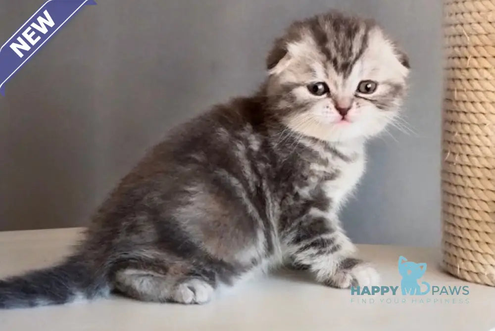 Ilene Scottish Fold female blue tortie tabby live animals