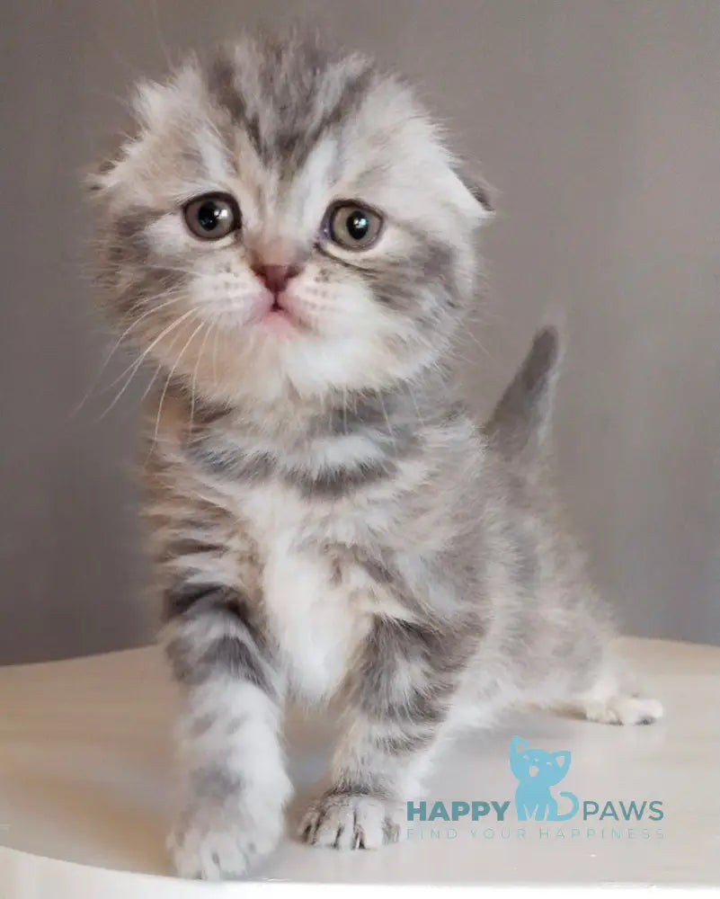 Ilene Scottish Fold female blue tortie tabby live animals