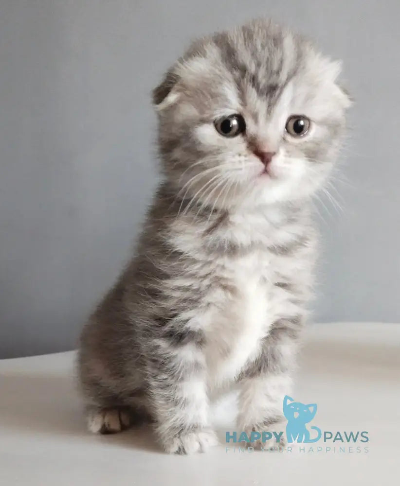 Ilene Scottish Fold female blue tortie tabby live animals
