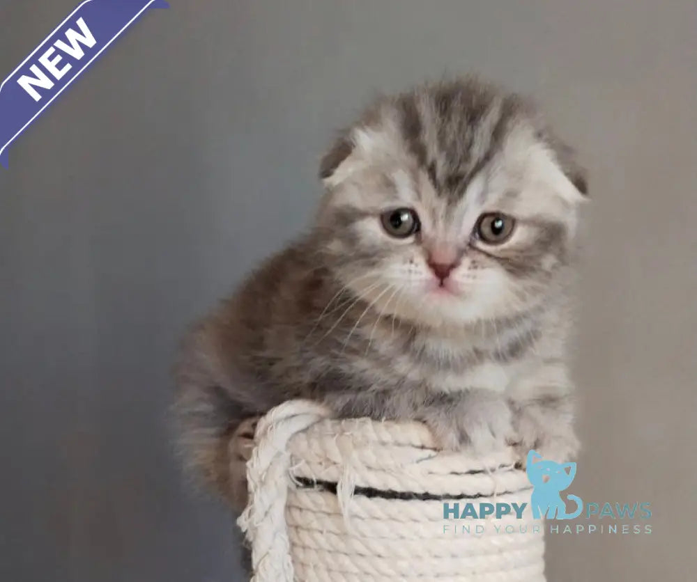 Ilene Scottish Fold female blue tortie tabby live animals
