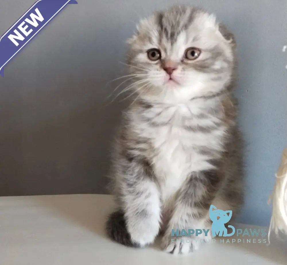 Ilene Scottish Fold female blue tortie tabby live animals