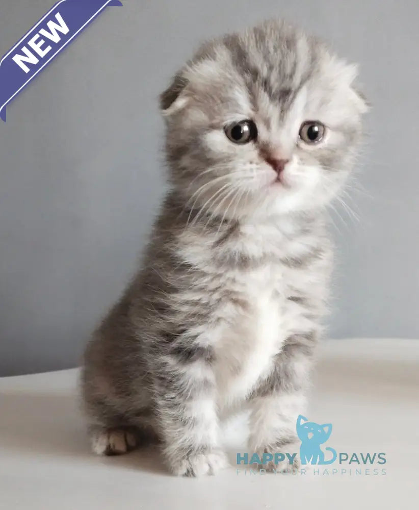 Ilene Scottish Fold female blue tortie tabby live animals
