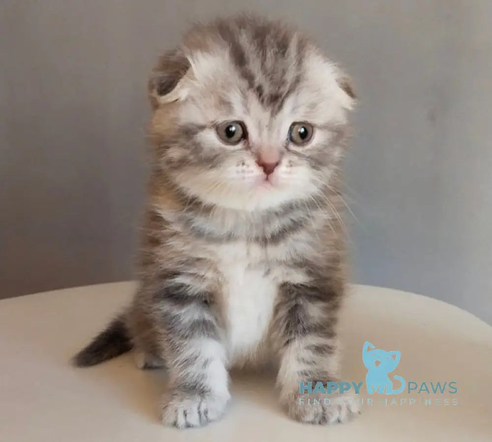 Ilene Scottish Fold female blue tortie tabby live animals